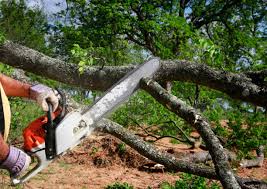 Best Storm Damage Tree Cleanup  in Coachella, CA